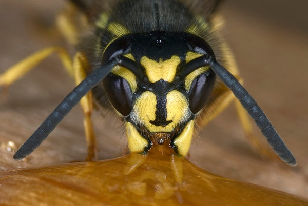 Embers Out Fire Protection Vents and Filters – EmbersOut